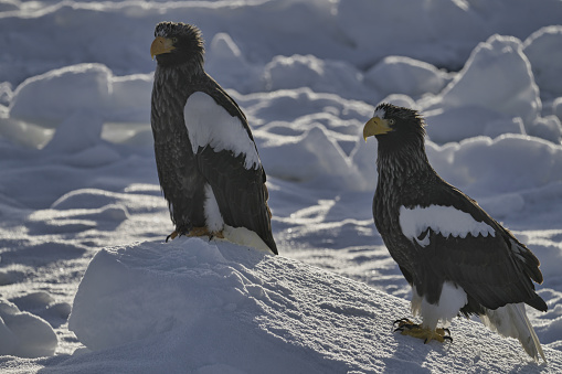 Hokkaido, Japan - February 19, 2024: Steller's sea eagles on drift ice near Rausu Fishing Port in Hokkaido, Japan