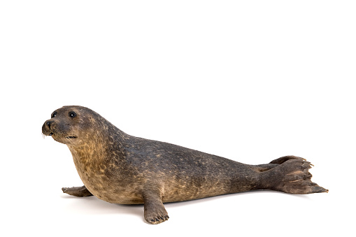 Seal isolated on white background with space for text, seal stuffed by taxidermist