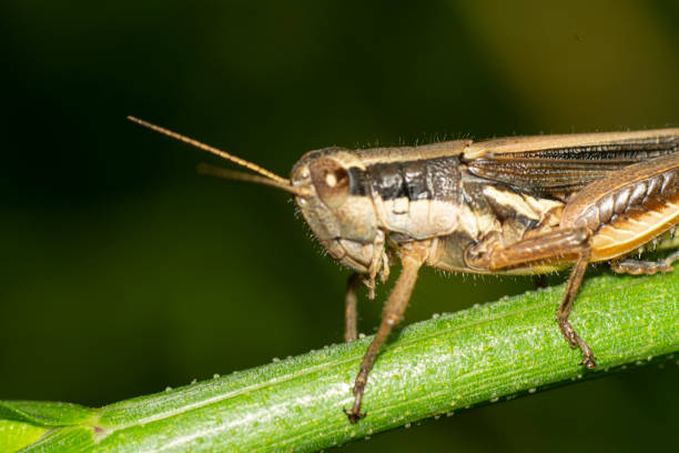 istock Grasshopper perched on a green stem , in the garden 2029028060