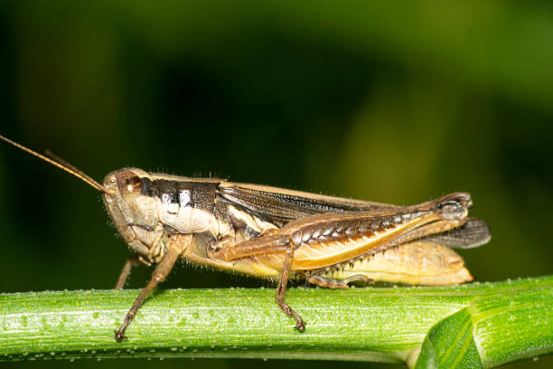 istock Grasshopper perched on a green stem , in the garden 2029038665