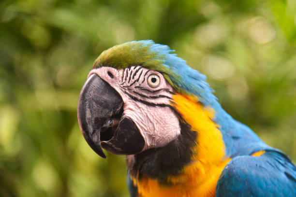 Parrot. Blue-and-yellow macaw (Ara ararauna), also known as the blue-and-gold macaw. Wild life animal. Blue and yellow macaw. Parrot. Blue-and-yellow macaw (Ara ararauna), also known as the blue-and-gold macaw. Wild life animal. lears macaw stock pictures, royalty-free photos & images