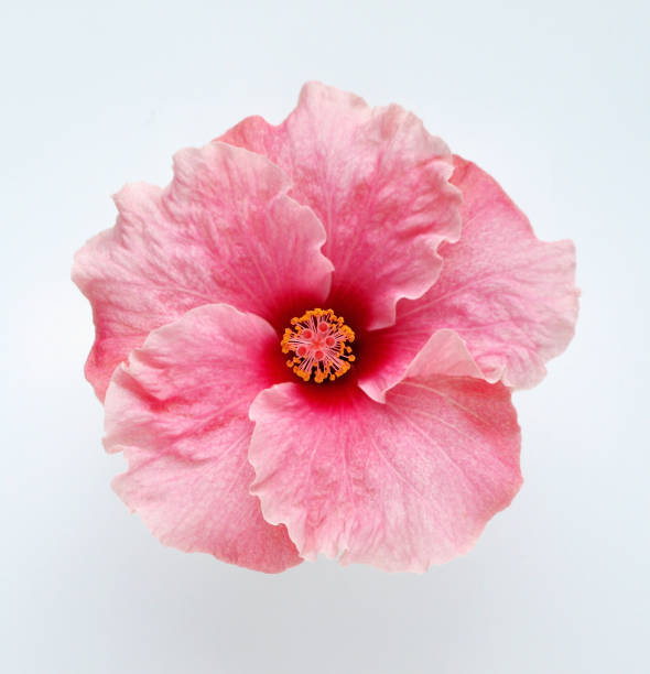 istock pink hibiscus flower on white background. 2029050930
