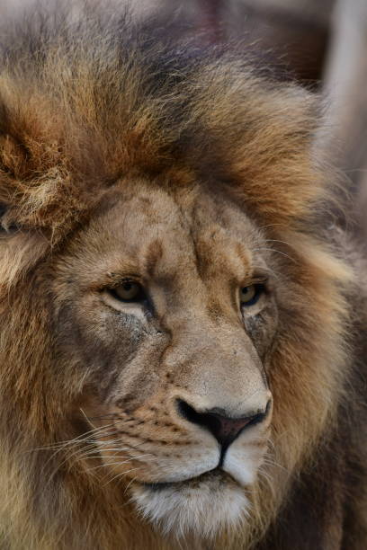 istock Male lion headshot 2029079180