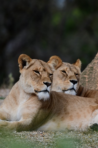 Lions resting in Werribee open range zoo Victoria Australia