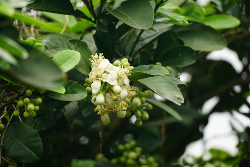Close-up of grapefruit flowers blooming on the tree - Pomelo