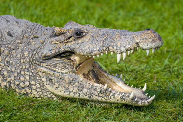 istock Male Cuban Crocodile with open mouth 2029089317
