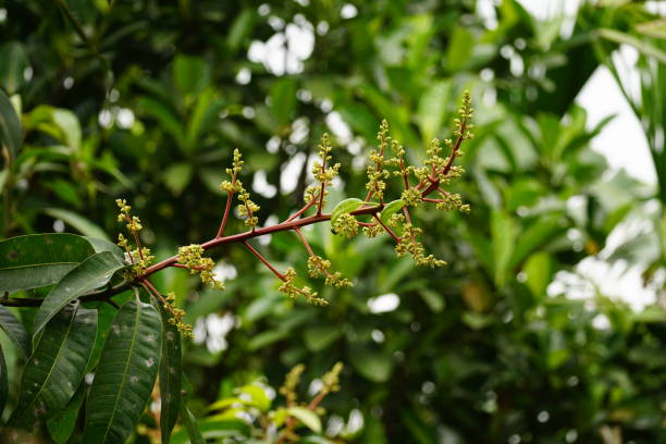 istock Close-up of mango flower on tree - Mangifera indica 2029096195