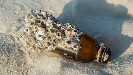 bottle covered in sea barnacles and sponges