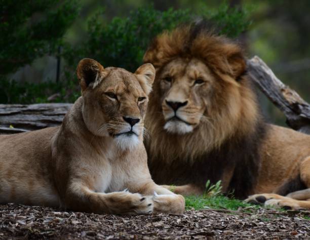 istock Male lion and lioness 2029166532