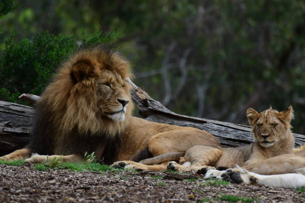 istock Pride of lions 2029171880