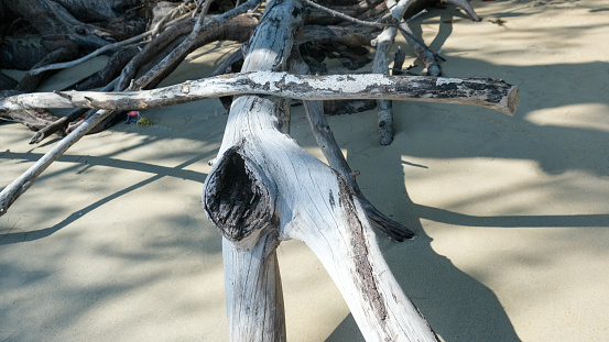 Coastal erosion due to rising sea levels leaves dead tree stumps and driftwood at Hunting Island State Park in South Carolina, United States.