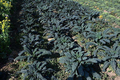 Cabbage cultivation. Cabbage is a healthy vegetable that contains vitamin U, which protects the stomach, and there are many types of cabbage, head cabbage, cavolo nero, and savoy cabbage.