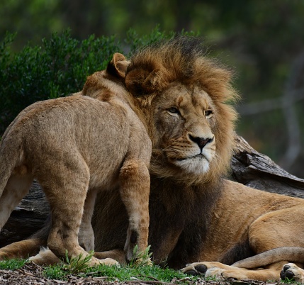 Male lion with cub in Werribee open range zoo Victoria Australia
