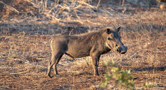 Golden hour view of common warthog in sub Saharan Africa