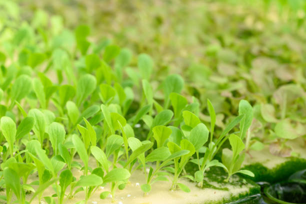 Small seedling vegetable hydroponics growing in nursery greenhouse