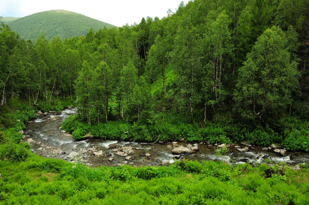 istock A view from above on a small stormy river flowing through a dense forest on a cloudy summer morning. Sarala river, Khakassia, Siberia, Russia 2029203761