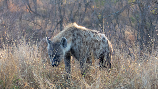 Spotted Hyena in southern Africa during morning golden hour