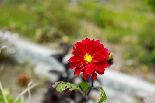 GardenDahlia (Dahlia), red-yellow flower