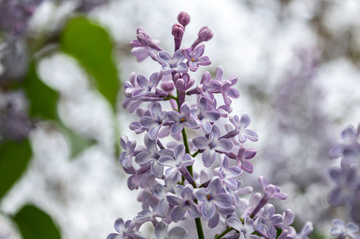 A DSLR close-up photo of beautiful Lilac blossom on a defocused green leaves background. Shallow depth of field.