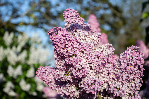 Branches of a flowering lilac bush close-up