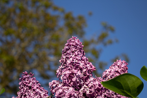 Branches of a flowering lilac bush close-up