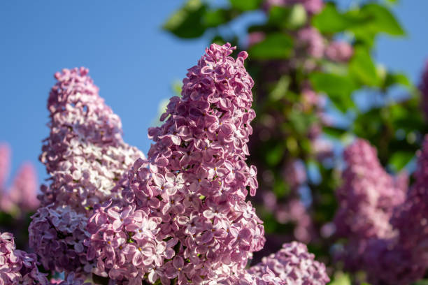 istock Blooming pink lilac closeup 2029238462