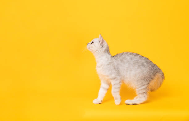 istock Small white kitten with black stripes, cat Scottish fold breed and looking over on orange background. 2029295575