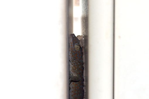 A gecko sleeping between two cabinets in the daytime.