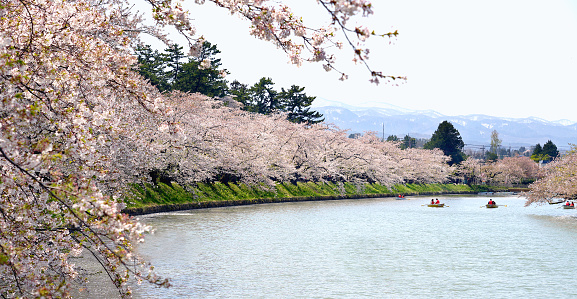 Full bloom Sakura - Cherry Blossom at Hirosaki park.