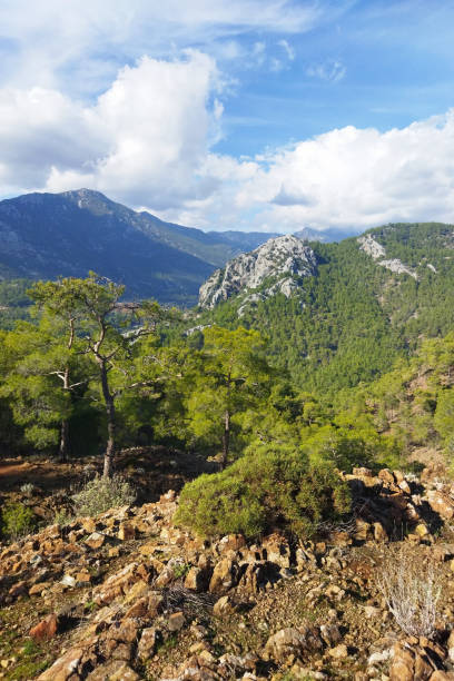 scenic view of the mountain covered with green trees and plants with blue skies in the background - chimera zdjęcia i obrazy z banku zdjęć