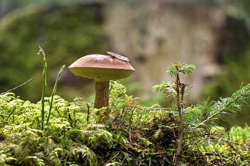 Wild Imleria badia or bay bolete mushroom growing on lush green moss in a forest