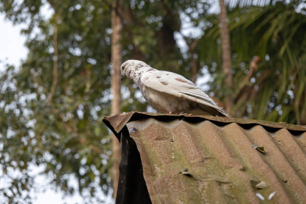 un beau pigeon se tient sur le toit en tôle d’une maison de village au bangladesh. - jalali photos et images de collection