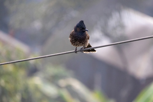 A Bulbul bird perched on an electrical wire and looking for prey. It is locally called Bulbuli Pakhi in Bangladesh.