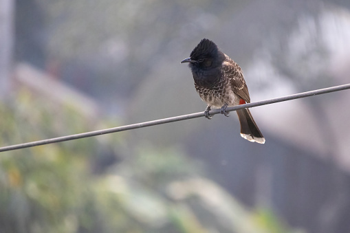 A Bulbul bird (Pycnonotus cafer) perched on an electrical wire and curiously looking for something. It is locally called Bulbuli Pakhi in Bangladesh.