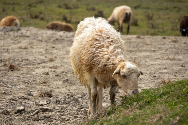 istock A sheep is eating grass in nature field. 2029320022