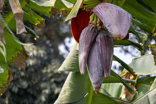 Banana Flower on the Banana tree in the garden. This is also known as banana blossoms or banana hearts. It is locally called Kolar Mocha in Bangladesh.