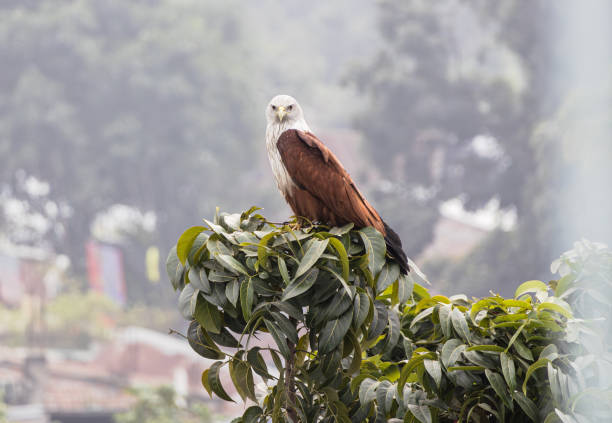 Haliastur indus is a carnivore bird that eats fish, shrimp, crabs, chicks, and small mammals.