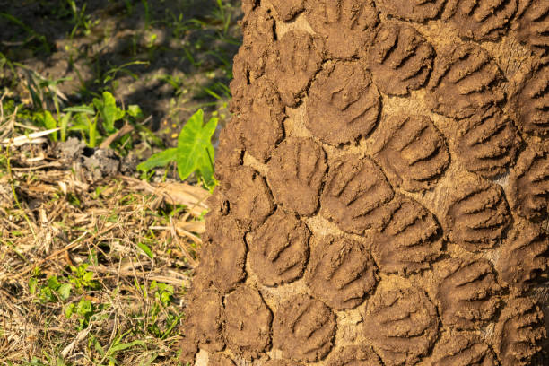 Cow dung handmade wood lakri being dried in the sun. They are used in village cooking in Bangladesh. Pitha made of cow dung which is used in cooking in rural areas like firewood. cow dung stock pictures, royalty-free photos & images