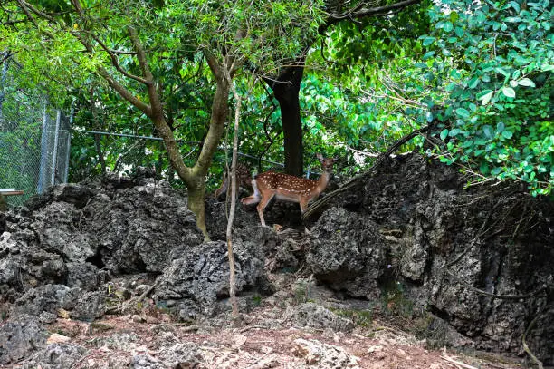 Photo of Cervus nippon in the zoo.