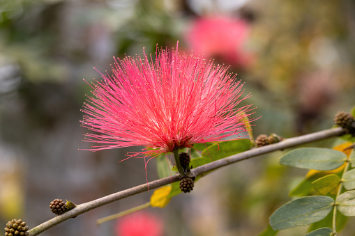 The red powder puff flower (Calliandra haematocephala) is also known as the fairy duster.