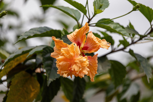 Blossom of orange tree