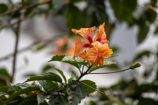 Flowers on African tulip tree in the park.