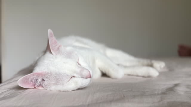 Relax White Cat