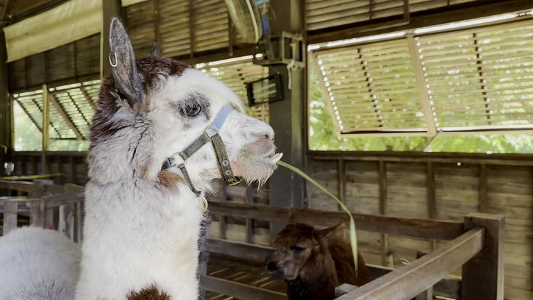 alpaca eating grass on a farm