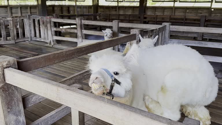 alpaca eating grass on a farm