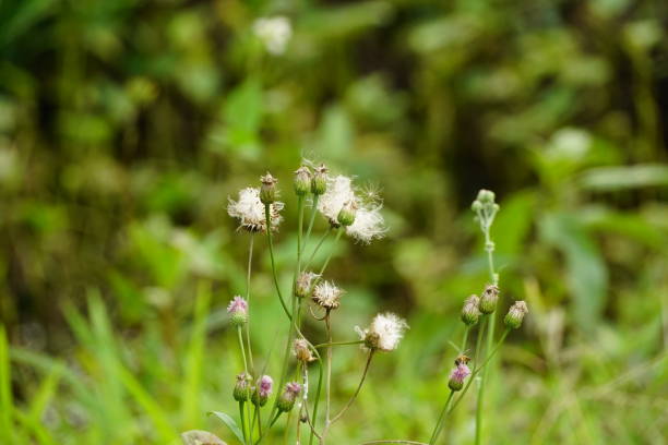 istock Close-up Vernonia cinerea 2029379460