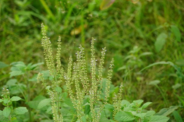 istock Close-up of Teucrium scorodonia flower 2029381025