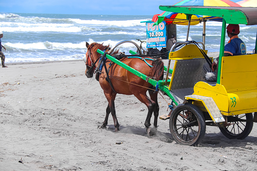yogyakarta, indonesia - february 8, 2024 : horse-drawn carriage or 