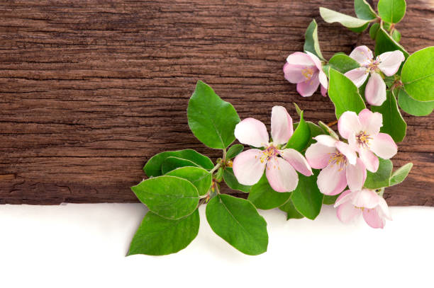 Apple blossom on wooden background.