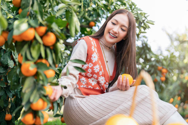 freshness carefree traveller asian attractive woman female enjoy havest tangerine orange field garden, jeju island, south korea - close up women horizontal citrus fruit - fotografias e filmes do acervo